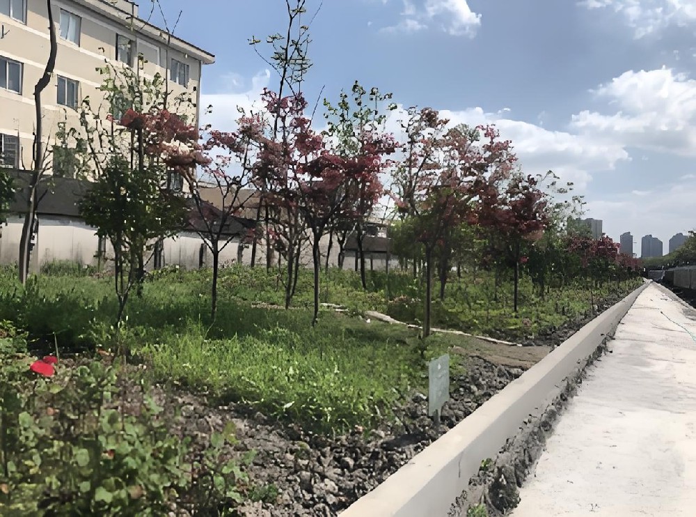 干化建筑渣土园林绿化小区试验